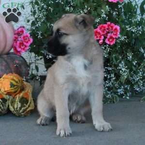 Moxie, Belgian Malinois Mix Puppy