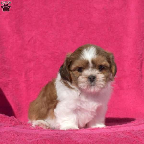 Muffin, Shih Tzu Puppy