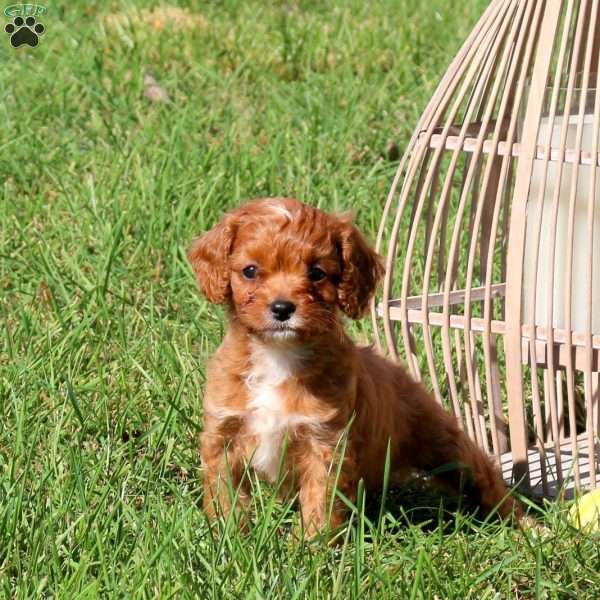 Murphy, Cavapoo Puppy