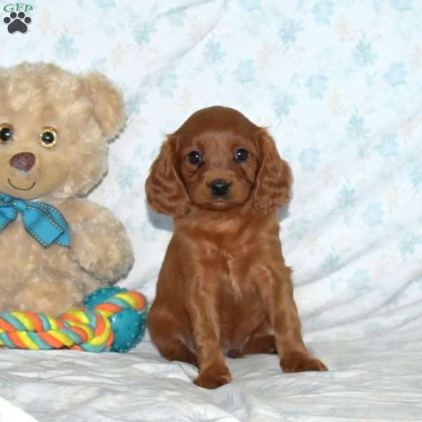 Murphy, Cavapoo Puppy