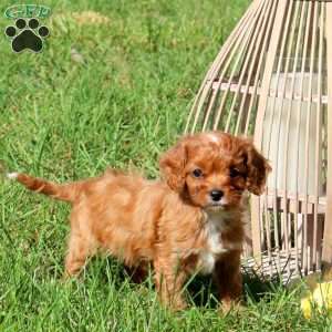 Murphy, Cavapoo Puppy