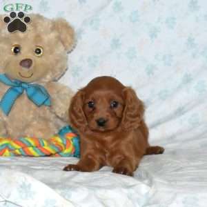 Murphy, Cavapoo Puppy