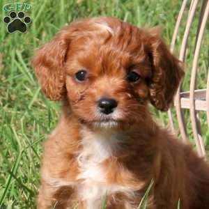 Murphy, Cavapoo Puppy