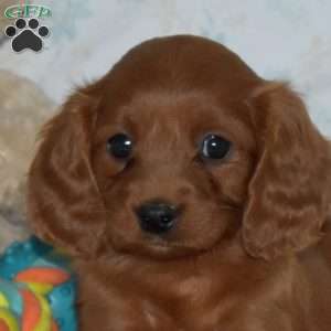 Murphy, Cavapoo Puppy