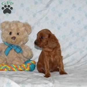 Murphy, Cavapoo Puppy