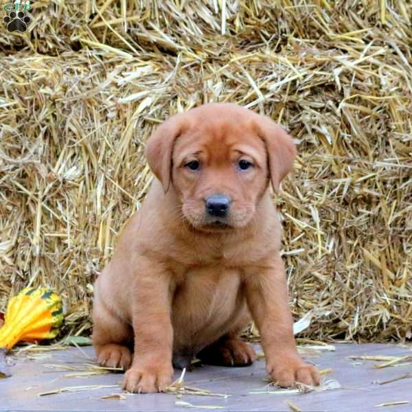 Murray, Fox Red Labrador Retriever Puppy