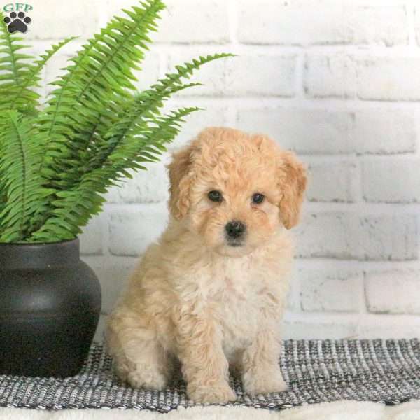 Murray, Mini Goldendoodle Puppy