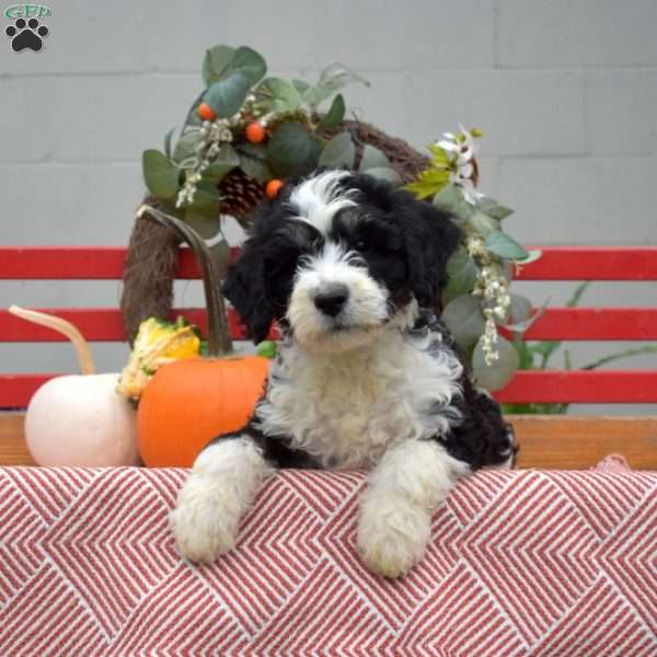 Murray, Mini Bernedoodle Puppy