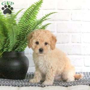 Murray, Mini Goldendoodle Puppy