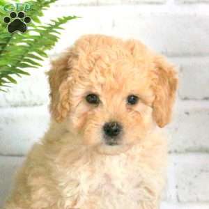 Murray, Mini Goldendoodle Puppy