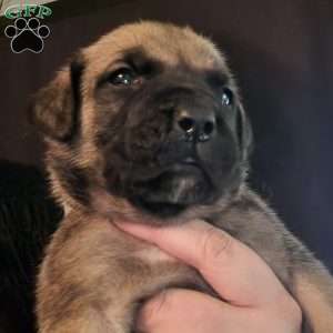 Mya, English Mastiff Mix Puppy