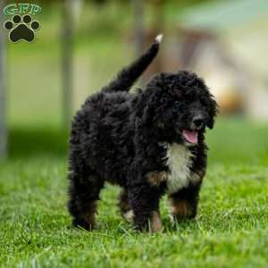 Myra, Mini Bernedoodle Puppy