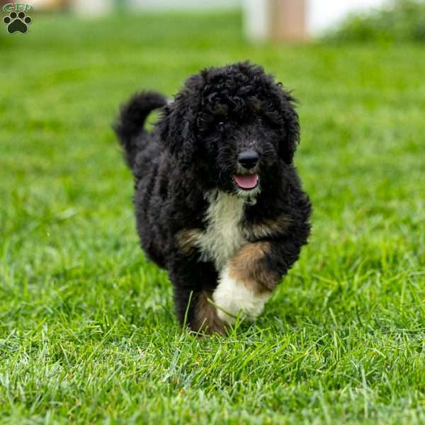 Myra, Mini Bernedoodle Puppy