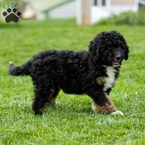 Myra, Mini Bernedoodle Puppy