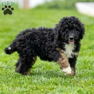 Myra, Mini Bernedoodle Puppy