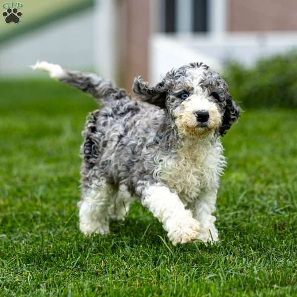 Nacho, Sheepadoodle Puppy