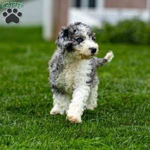 Nacho, Sheepadoodle Puppy