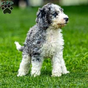 Nacho, Sheepadoodle Puppy