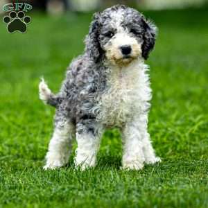 Nacho, Sheepadoodle Puppy