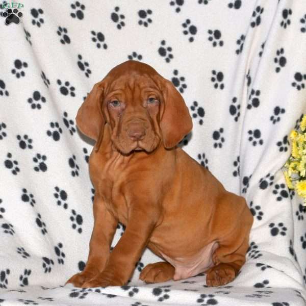 Nacho, Vizsla Puppy