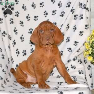 Nacho, Vizsla Puppy