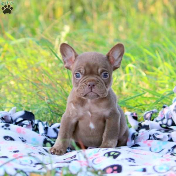 Nadia, French Bulldog Puppy