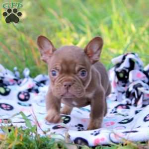 Nadia, French Bulldog Puppy