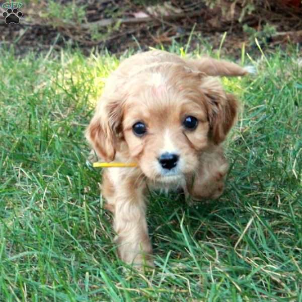 Nadine, Cavapoo Puppy