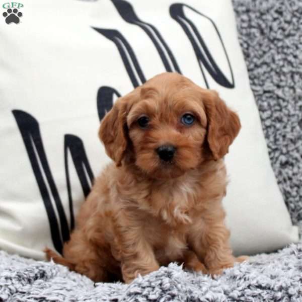 Nadine, Cavapoo Puppy