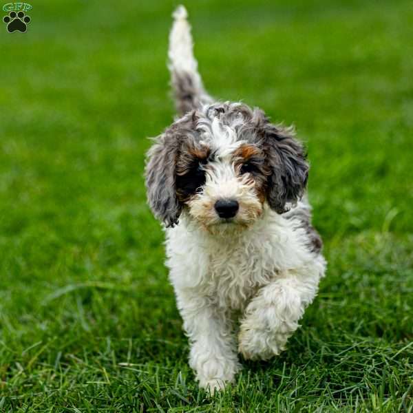 Nala, Sheepadoodle Puppy