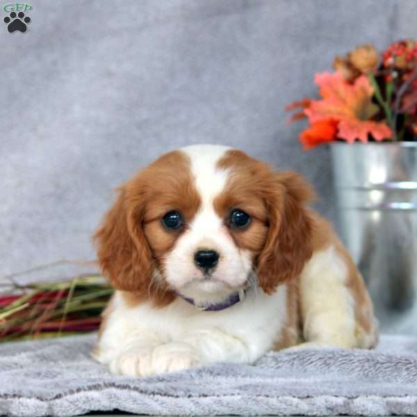 Nalanie, Cavalier King Charles Spaniel Puppy