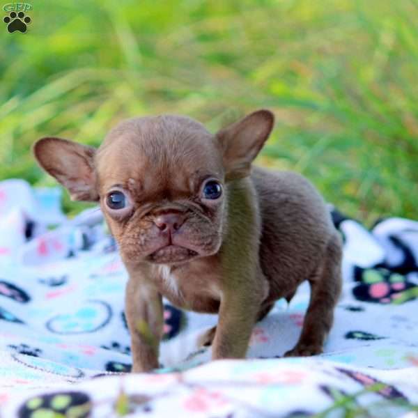 Nancy, French Bulldog Puppy