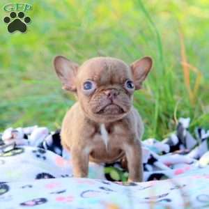 Nancy, French Bulldog Puppy