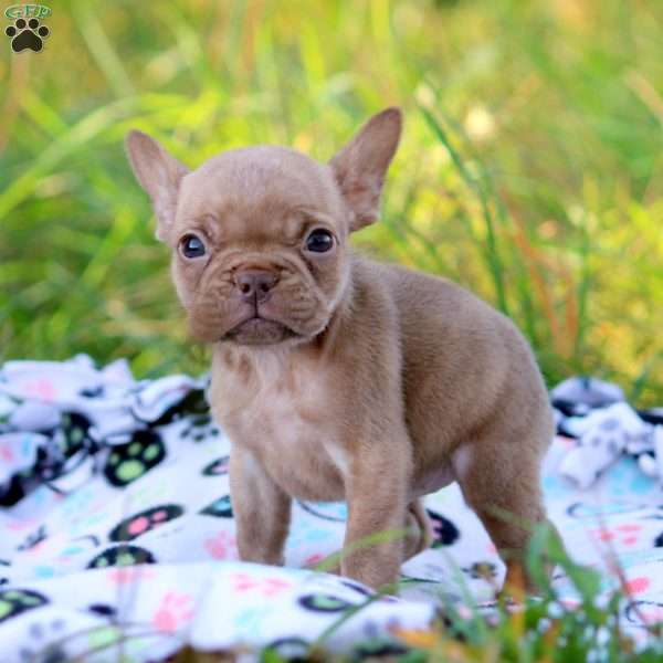 Naomi, French Bulldog Puppy