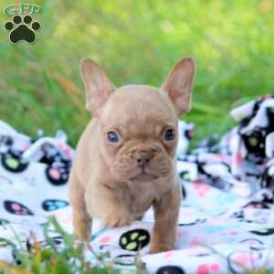 Naomi, French Bulldog Puppy