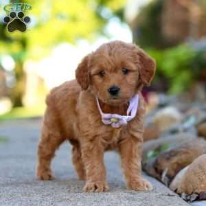 Narcissa, Mini Goldendoodle Puppy