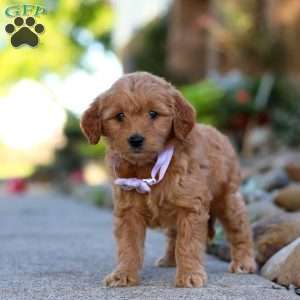 Narcissa, Mini Goldendoodle Puppy