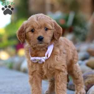 Narcissa, Mini Goldendoodle Puppy