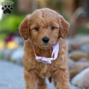 Narcissa, Mini Goldendoodle Puppy