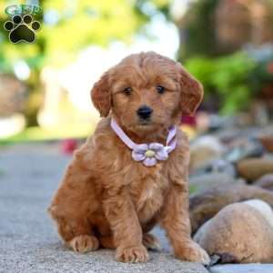 Narcissa, Mini Goldendoodle Puppy