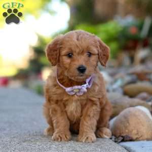 Narcissa, Mini Goldendoodle Puppy