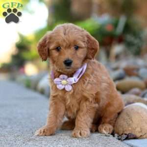 Narcissa, Mini Goldendoodle Puppy