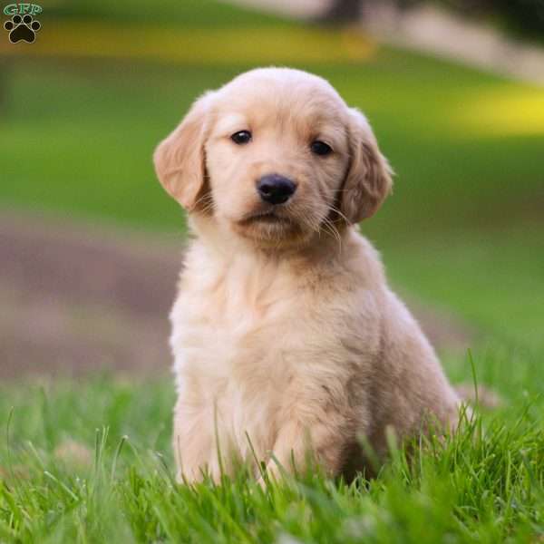 Nash, Golden Retriever Puppy