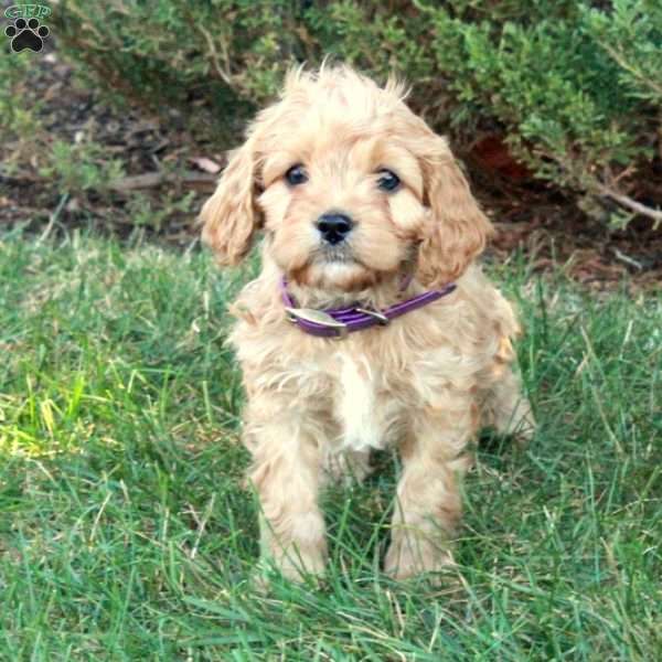 Nash, Cavapoo Puppy