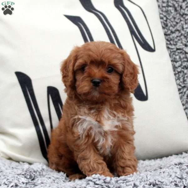 Natasha, Cavapoo Puppy