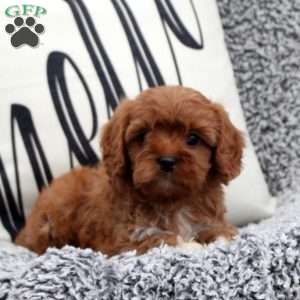 Natasha, Cavapoo Puppy