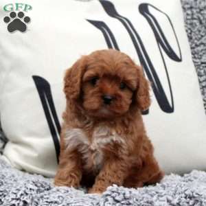 Natasha, Cavapoo Puppy