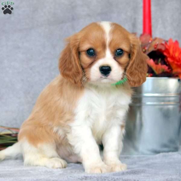 Nathan, Cavalier King Charles Spaniel Puppy