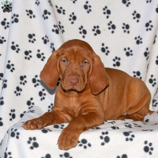 Nathan, Vizsla Puppy