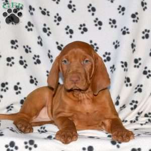 Nathan, Vizsla Puppy